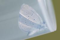 Cupido minimus
