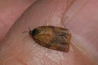 Cacoecimorpha pronubana