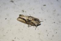 Egira conspicillaris