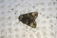 Craniophora ligustri