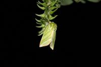 Pseudoips prasinanus