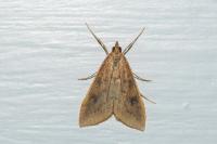 Udea ferrugalis