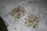 Deilephila porcellus