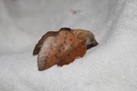 Phyllodesma tremulifolia