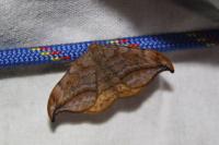 Drepana curvatula