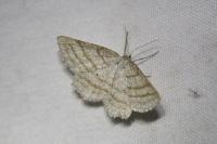 Perconia strigillaria