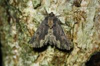 Dypterygia scabriuscula