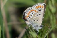 Aricia agestis
