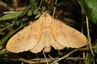 Gastropacha populifolia