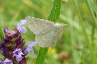 Thalera fimbrialis