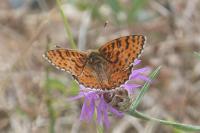 Melitaea didyma