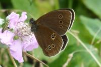 Aphantopus hyperantus