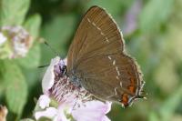 Satyrium ilicis