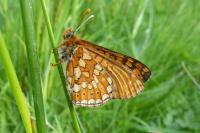 Euphydryas aurinia