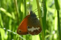 Coenonympha arcania