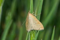 Sitochroa verticalis