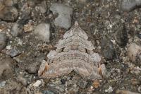 Aplocera plagiata