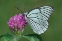 Aporia crataegi