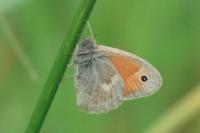 Coenonympha pamphilus