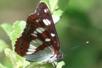 Limenitis reducta