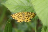 Pseudopanthera macularia