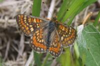 Euphydryas aurinia