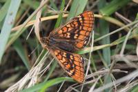Euphydryas aurinia
