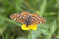 Euphydryas aurinia