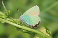 Callophrys rubi
