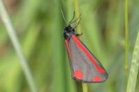 Tyria jacobaeae