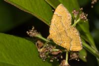 Camptogramma bilineata