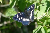 Limenitis reducta