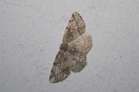 Stegania trimaculata