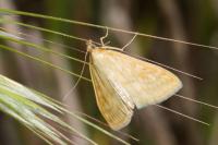 Sitochroa verticalis