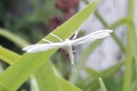 Pterophorus pentadactylus