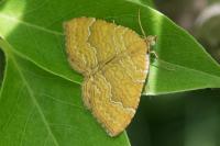 Camptogramma bilineata