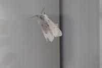 Diaphora mendica