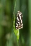 Emmelia trabealis