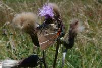 Satyrium w-album