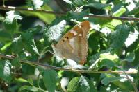 Apatura ilia