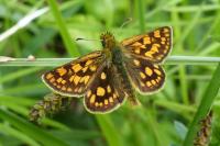 Carterocephalus palaemon