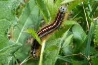 Malacosoma neustria