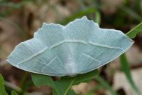 Campaea margaritaria