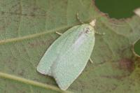 Tortrix viridana