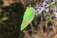 Callophrys rubi