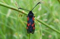 Zygaena trifolii