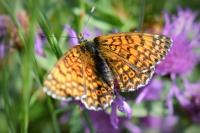 Melitaea cinxia