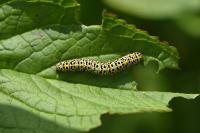 Cucullia verbasci