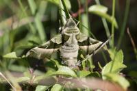 Proserpinus proserpina