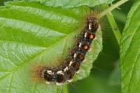 Euproctis chrysorrhoea